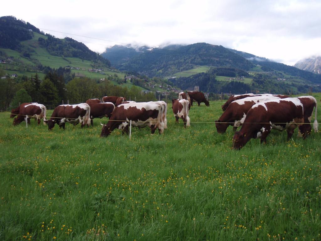 Palfnerhof Appartements Sankt Johann im Pongau Exterior foto